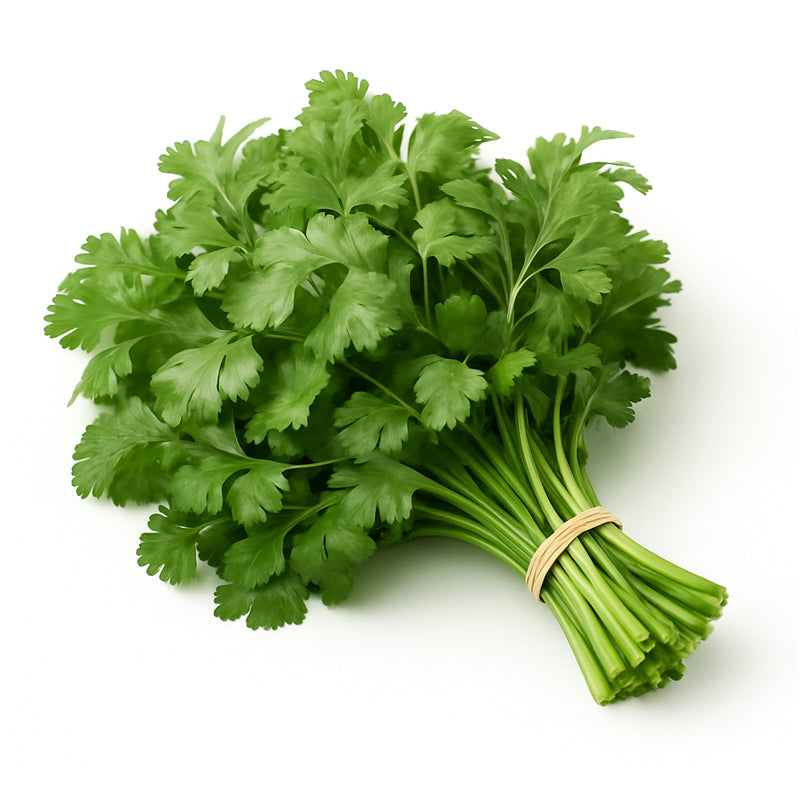 Coriander